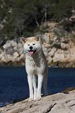 AKITA INU 328